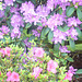 Rhododendron und Azalee