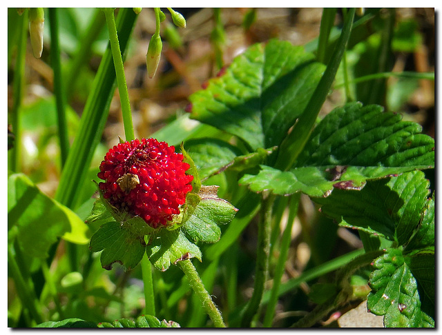 Erdbeere