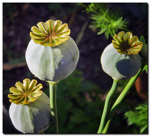 Mohn