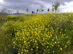 Flores silvestres.