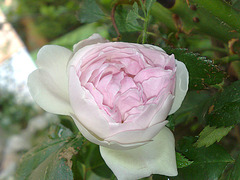 Rosa rosae.