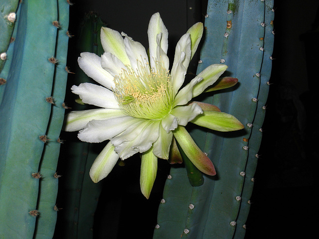 Cereus Bloom (2846)