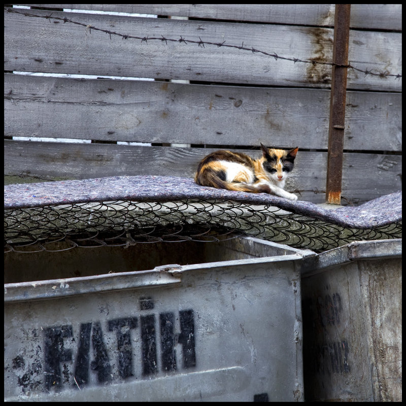 innerspring mattress cat