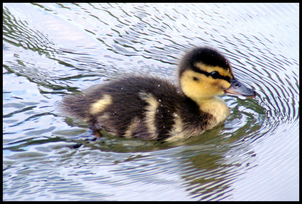 Little duckie... *love*