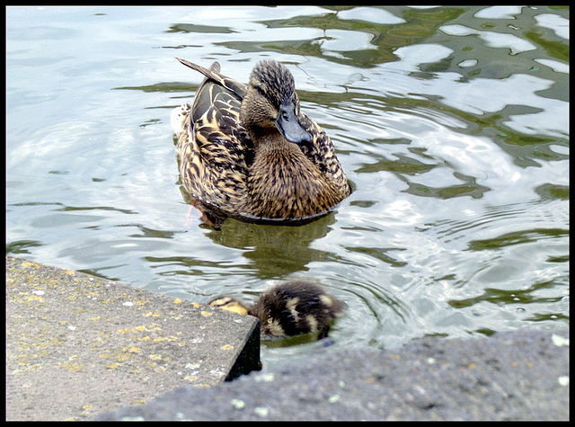 Entenmama mit kleinem Entchen