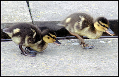 Kleine Entchen / Little duckies