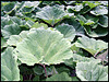 Wilder Rhabarber / wild rhubarb