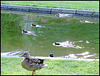 Entchen - Wettschwimmen / Duckies swimming contest