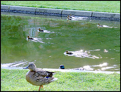 Entchen - Wettschwimmen / Duckies swimming contest