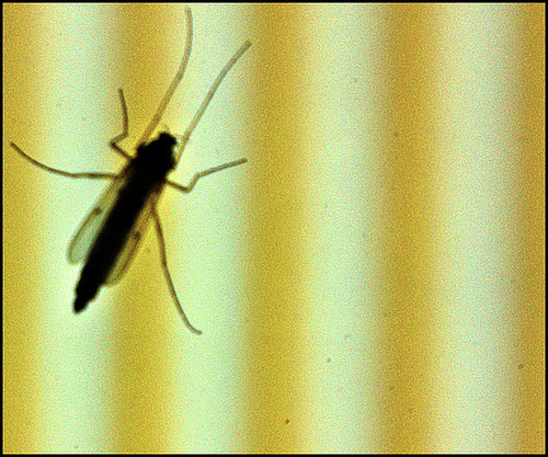 Sci-Fly
