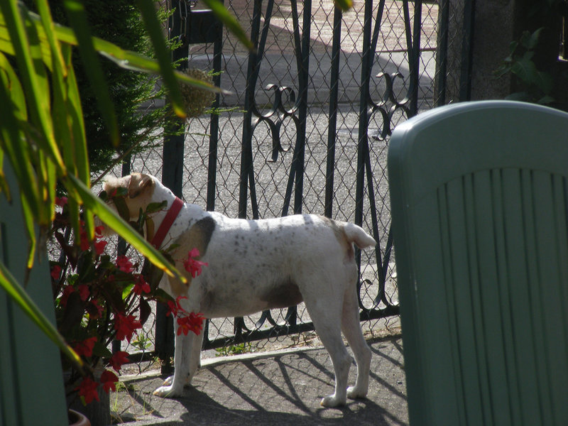 un Titou tondu 033