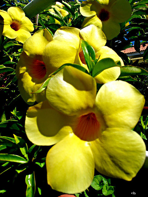 Gelbe Blüten auf La Palma