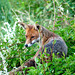 Fox Resting on top of a Hedge