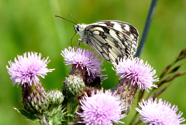 Marbled White on Thistles