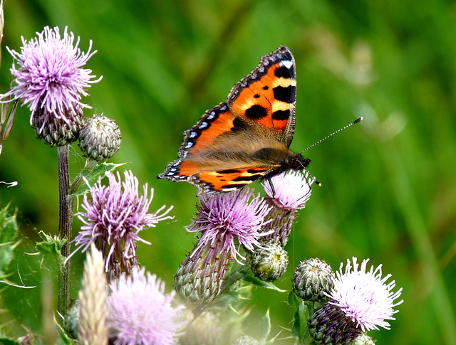 Small Tortoiseshell on Thistles