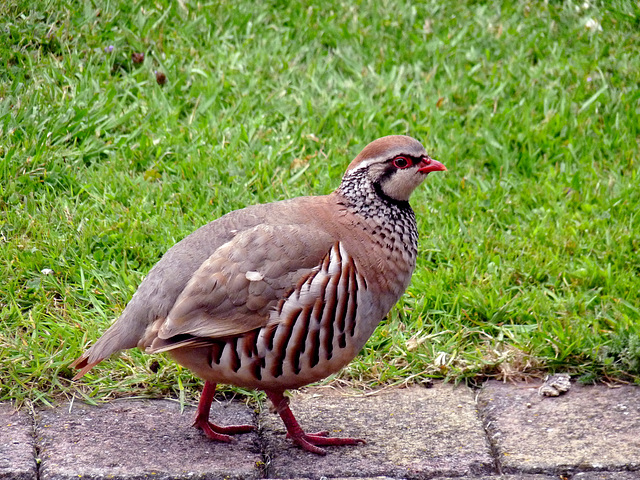 Red-legged Partridge