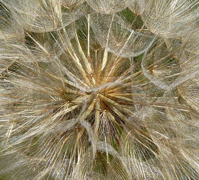 Seedhead- Detail