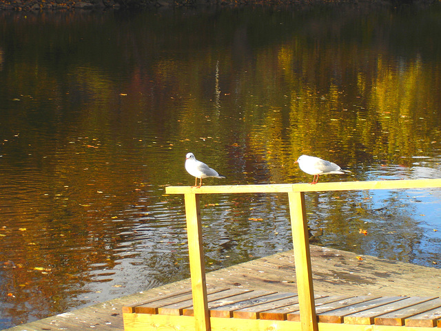 Mouettes en pause - Seagulls break  /  Ängelholm / Suède - Sweden .  23 octobre 2008
