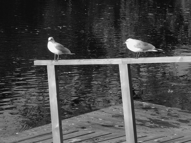 Mouettes en pause - Seagulls break  /  Ängelholm / Suède - Sweden .  23 octobre 2008- B & W  -  Noir et blanc