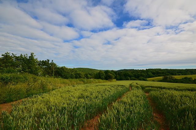 Fields near Ermington