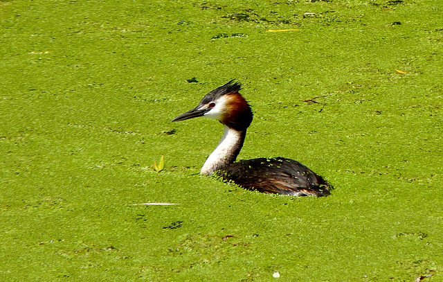 Crested Grebe