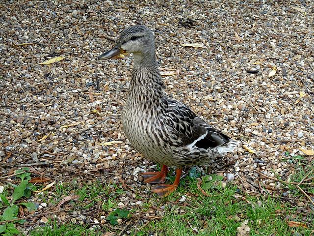 Female Mallard