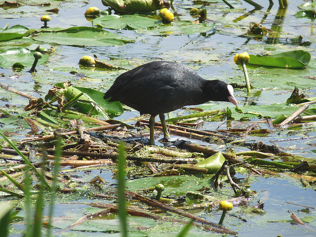 Coot