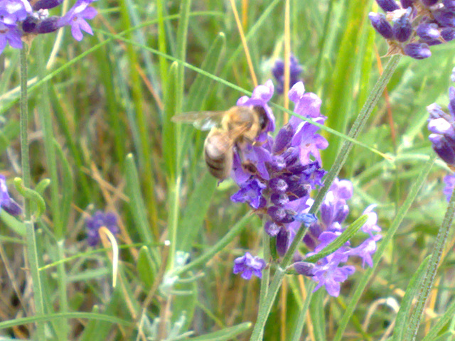 Abeja en flor de espliego.