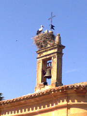 Soria: cigüeñas.