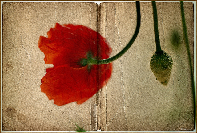 Mohn(2)