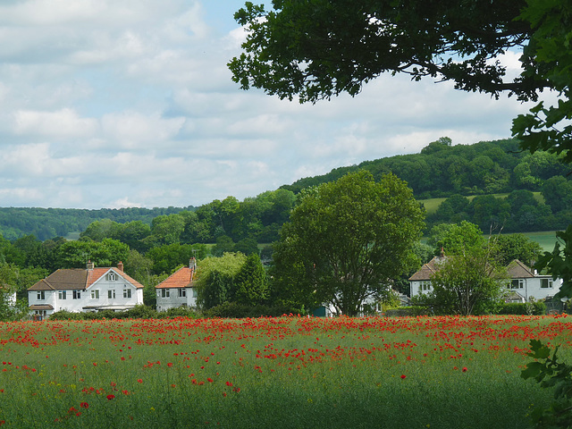 Towards Cow Roast with Poppy Field