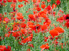 Poppies