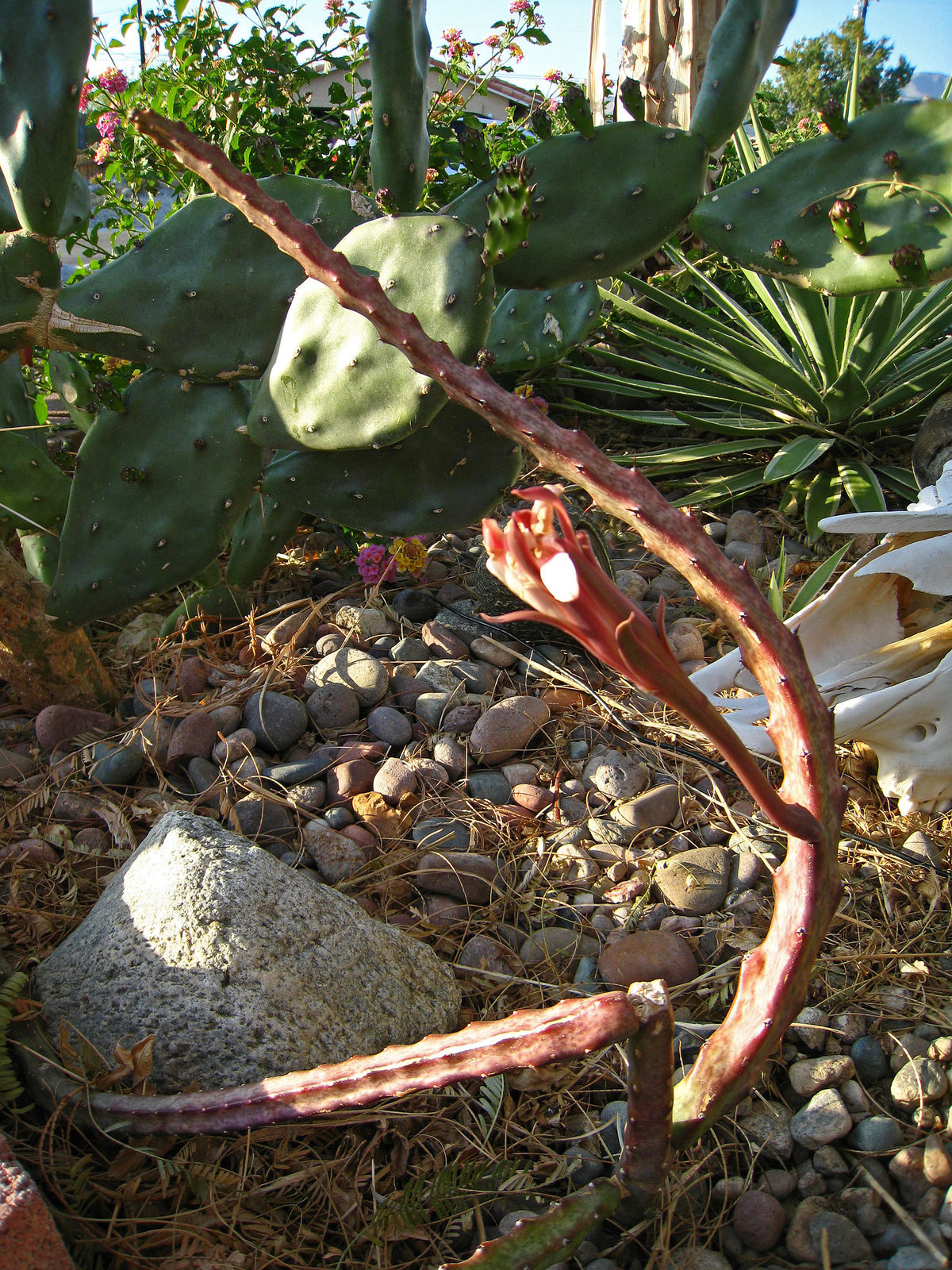 Cactus (2422)