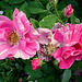 Rosen im Rosengarten - Rathen