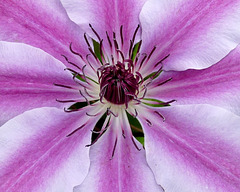 Clematis Detail