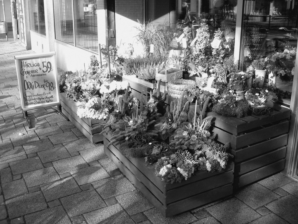 Étalage de plantes et fleurs à la suédoise /  Härliga buketter ortideer flowers sidewalk display -  Ängleholm / Suède- Sweden - 23 0ctobre 2008 - Noir et blanc - B & W