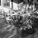 Étalage de plantes et fleurs à la suédoise /  Härliga buketter ortideer flowers sidewalk display -  Ängleholm / Suède- Sweden - 23 0ctobre 2008 - Noir et blanc - B & W