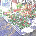 Étalage de plantes et fleurs à la suédoise /  Härliga buketter ortideer flowers sidewalk display -  Ängleholm / Suède- Sweden - 23 0ctobre 2008- Contours de couleurs / Colourful outlines