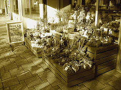 Étalage de plantes et fleurs à la suédoise /  Härliga buketter ortideer flowers sidewalk display -  Ängleholm / Suède- Sweden - 23 0ctobre 2008- Sepia
