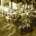 Étalage de plantes et fleurs à la suédoise /  Härliga buketter ortideer flowers sidewalk display -  Ängleholm / Suède- Sweden - 23 0ctobre 2008- Sepia