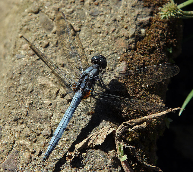 Orthetrum Glaucum