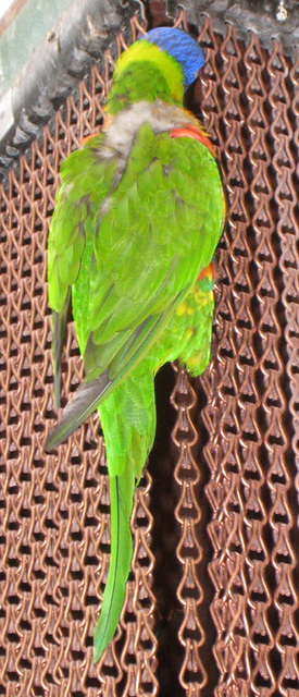IMG 2008 Papagei Lesezeichen