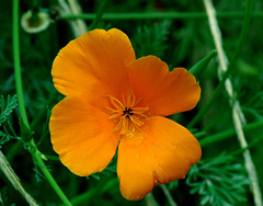 Californian Poppy