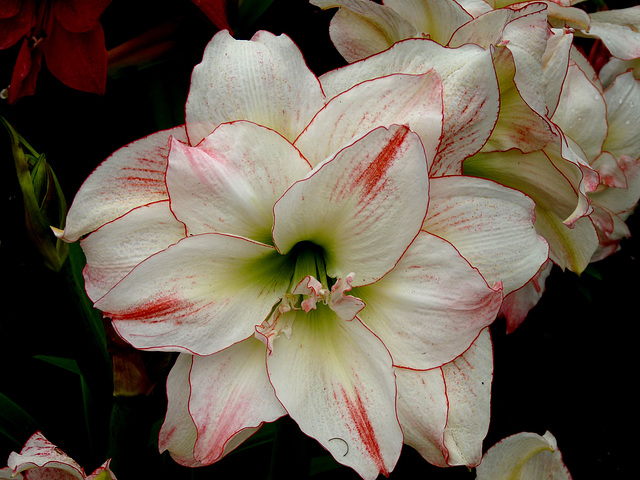 Amaryllis