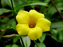 Allamanda