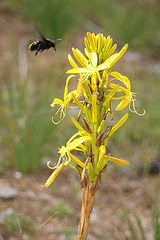 Attacke!! - auf eine Junkerlilie (Asphodeline lutea)