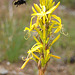 Attacke!! - auf eine Junkerlilie (Asphodeline lutea)