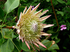 Protea