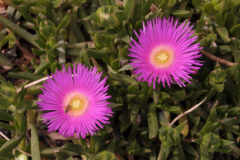 Rote Mittagsblume (Carpobrotus acinaciformis)