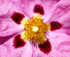 Cistus (Rock Rose) Detail